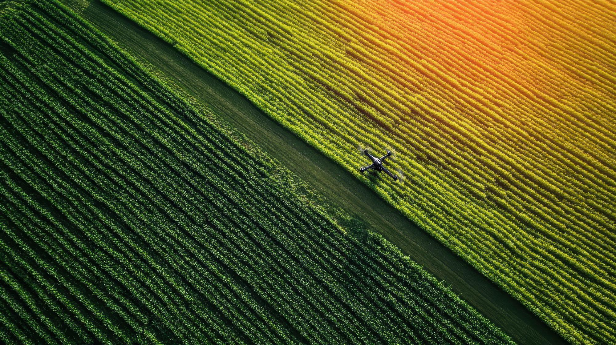 Geada no Sul impacta safra de trigo 2025